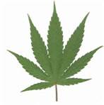 Stuart Florida Marijuana Leaf